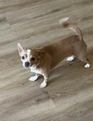Lost Female Dog last seen 126th Street and Avalon , Los Angeles, CA 90061