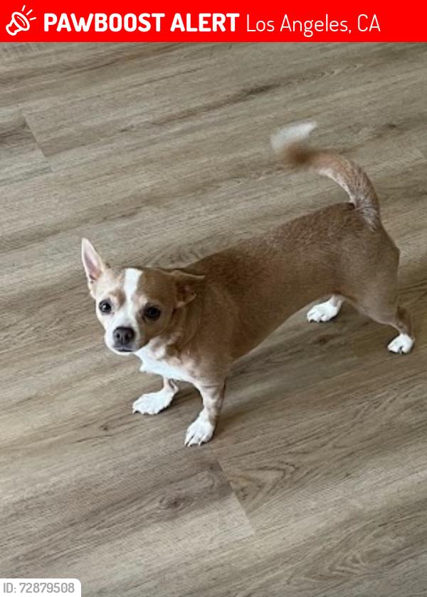 Lost Female Dog last seen 126th Street and Avalon , Los Angeles, CA 90061