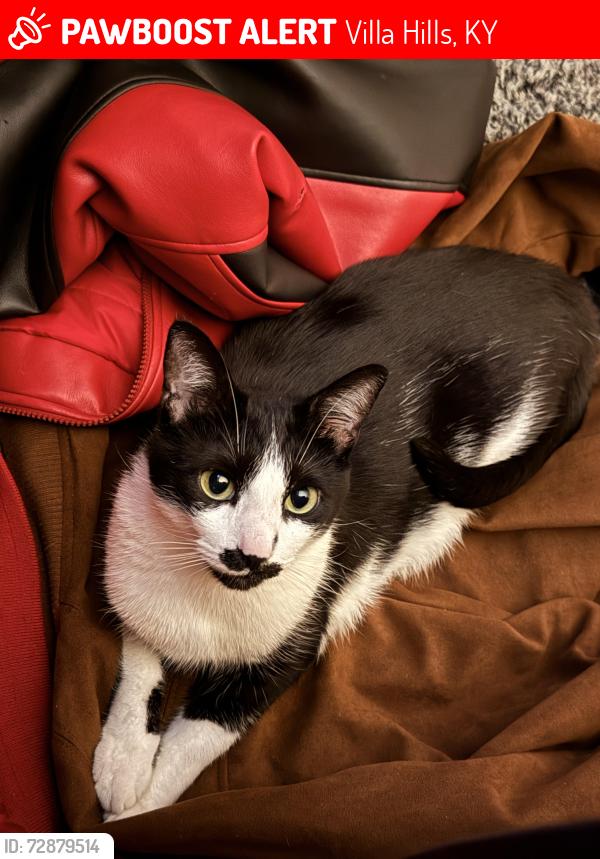 Lost Male Cat last seen Sanctuary Village, Villa Hills, KY 41017