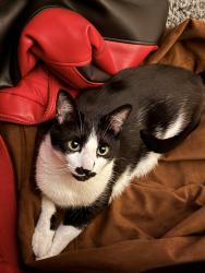 Lost Male Cat last seen Sanctuary Village, Villa Hills, KY 41017