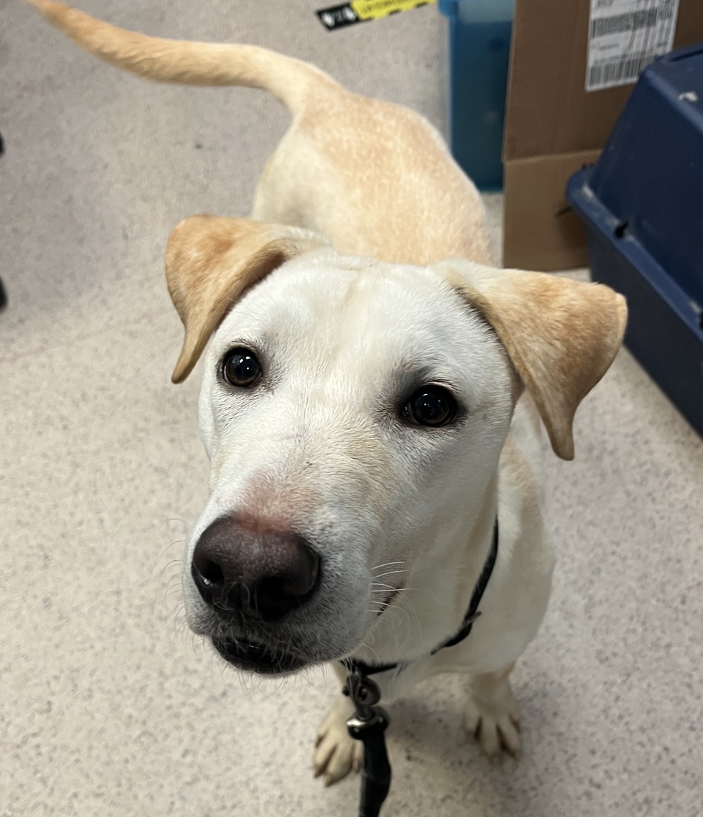 Shelter Stray Male Dog last seen Unknown Street, NEW YORK, NY, 10029, New York, NY 10029