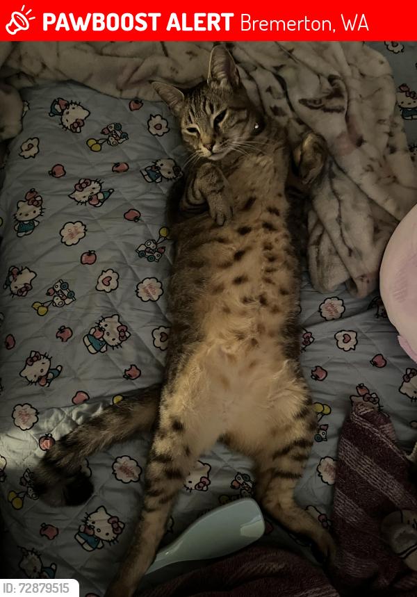 Lost Male Cat last seen Maple St , Bremerton, WA 98310