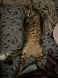 Lost Male Cat last seen Maple St , Bremerton, WA 98310