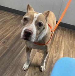 Shelter Stray Male Dog last seen Near S Camino Del Rio, San Diego, CA, 92108, 5500 Gaines St, San Diego, CA 92110, USA