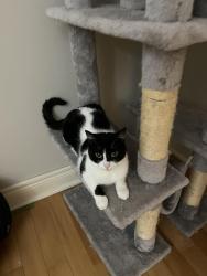 Lost Female Cat last seen Montana Ave, Toronto, ON M3M 1C1