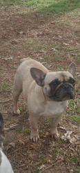 Lost Female Dog last seen Mickey dr and Timothy , Memphis, TN 38116