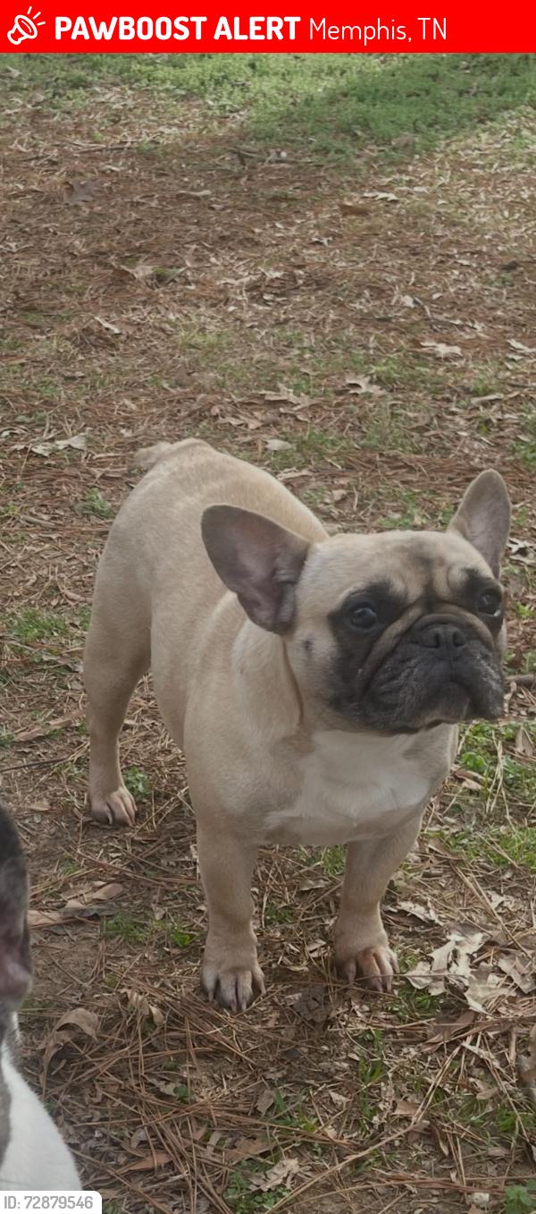 Lost Female Dog last seen Mickey dr and Timothy , Memphis, TN 38116