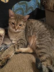 Reunited Female Cat last seen Monument Ave. and Custis, Woodbridge, VA, Woodbridge, VA 22191