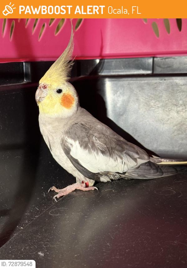 Found/Stray Male Bird last seen SE 54th street , Ocala, FL 34480