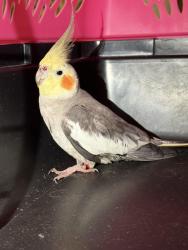 Found/Stray Male Bird last seen SE 54th street , Ocala, FL 34480