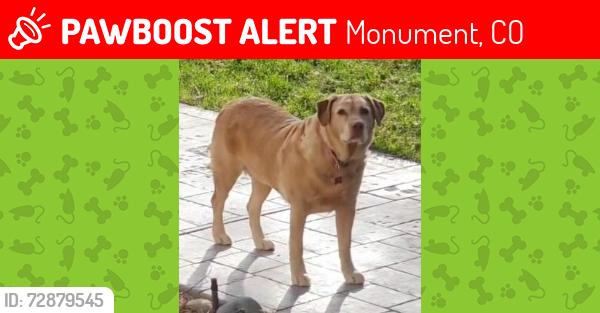 Lost Female Dog last seen Higby and Colonial Park, Monument, CO 80132