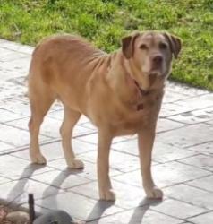 Lost Female Dog last seen Higby and Colonial Park, Monument, CO 80132