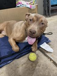 Found/Stray Male Dog last seen Michigan rd and keystone , Indianapolis, IN 46201