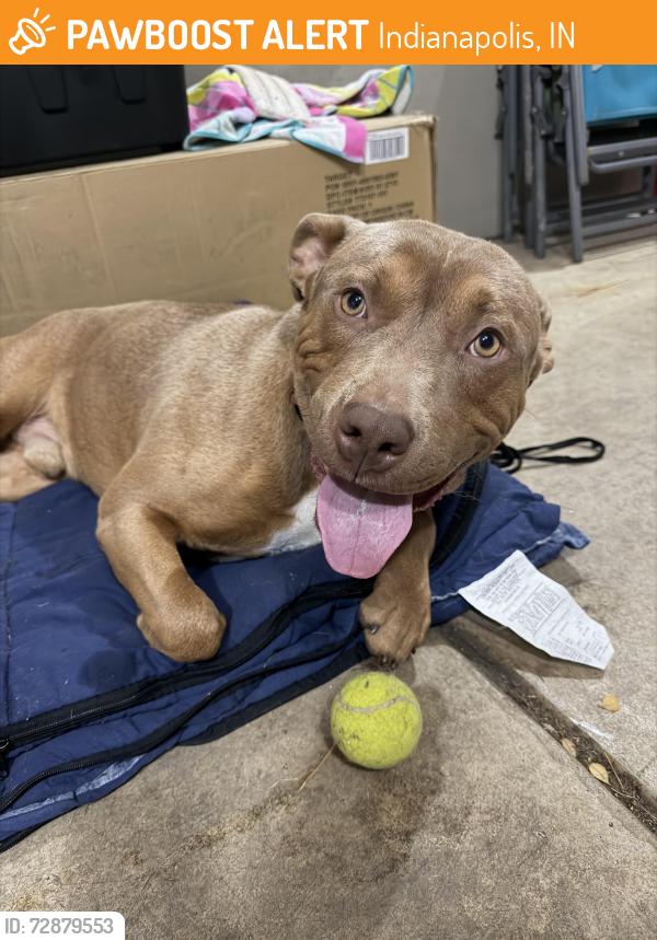 Found/Stray Male Dog last seen Michigan rd and keystone , Indianapolis, IN 46201