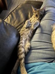 Lost Female Cat last seen Forest Cir & Ridge View Dr, Hockley, TX 77447