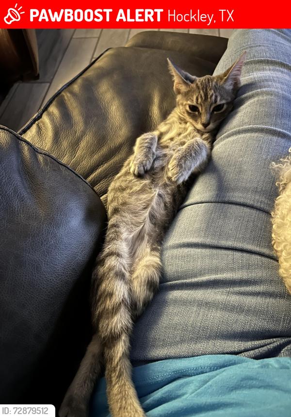Lost Female Cat last seen Forest Cir & Ridge View Dr, Hockley, TX 77447