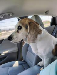 Found/Stray Male Dog last seen Park by deer canyon school, Rancho Cucamonga, CA 91701
