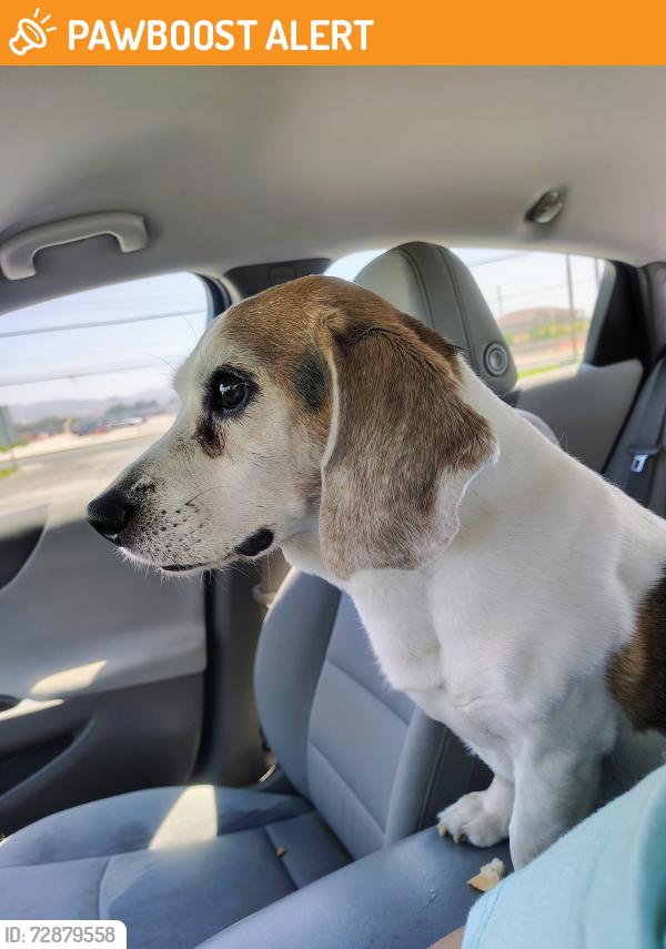 Found/Stray Male Dog last seen Park by deer canyon school, Rancho Cucamonga, CA 91701
