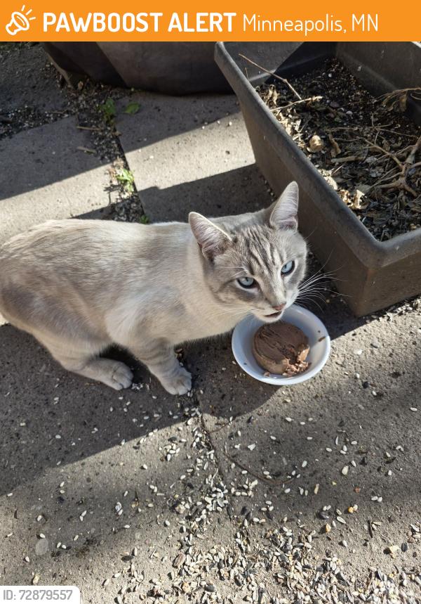 Found/Stray Male Cat last seen 30th Ave N & Lyndale Ave N, Minneapolis, MN 55411