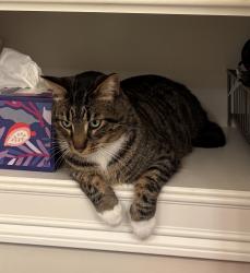 Lost Male Cat last seen By the roundabout in the neighborhood Brentwood in Crestwood my, Crestwood, KY 40014