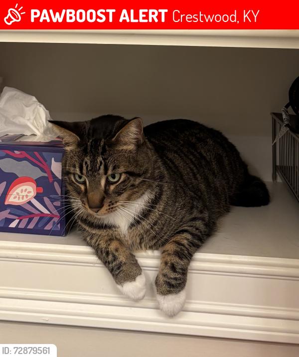 Lost Male Cat last seen By the roundabout in the neighborhood Brentwood in Crestwood my, Crestwood, KY 40014
