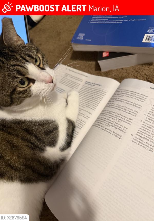 Lost Female Cat last seen Hutton Hill Drive, Marion, IA 52302