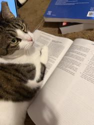 Lost Female Cat last seen Hutton Hill Drive, Marion, IA 52302