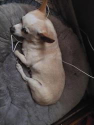 Lost Female Dog last seen Near treehaven Dr , Spring Hill, FL 34606