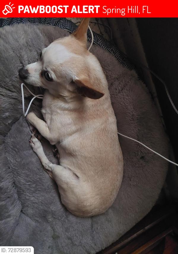 Lost Female Dog last seen Near treehaven Dr , Spring Hill, FL 34606