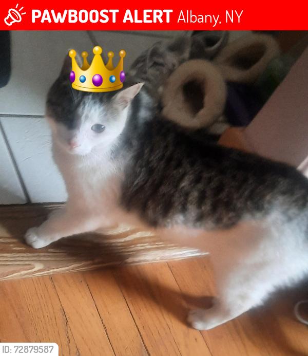 Lost Male Cat last seen Elm Street and Delaware Ave, Albany, NY 12210