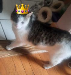 Lost Male Cat last seen Elm Street and Delaware Ave, Albany, NY 12210