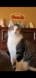 Lost Male Cat last seen Campground and Webber lane Austin AR, Austin, AR 72007
