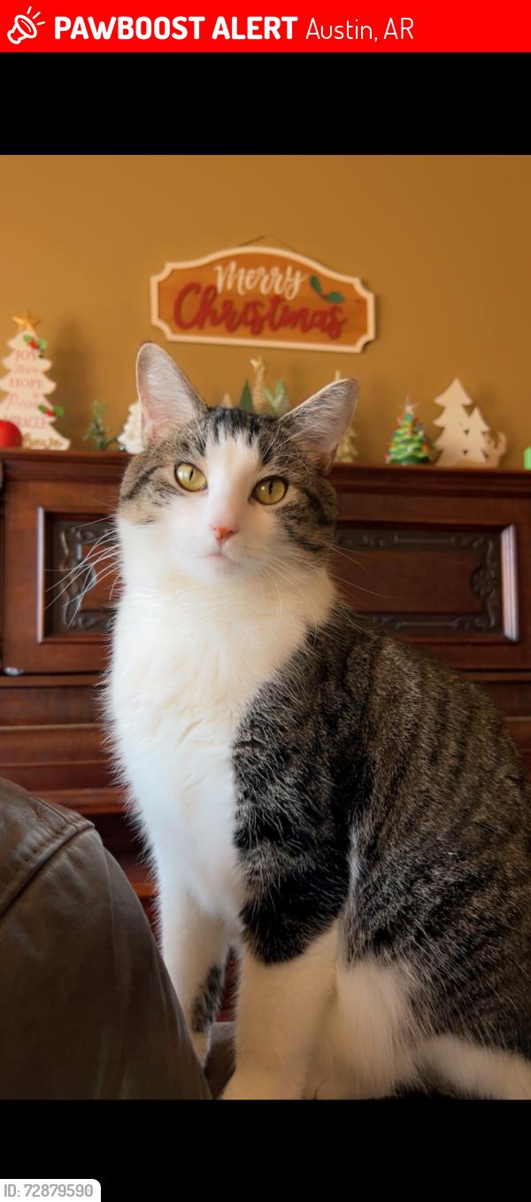 Lost Male Cat last seen Campground and Webber lane Austin AR, Austin, AR 72007