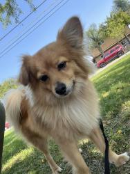 Found/Stray Male Dog last seen Holly Dr. and Juniper Ave , Fontana, CA 92336