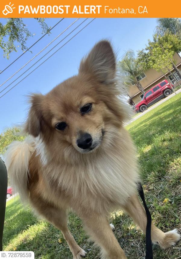 Found/Stray Male Dog last seen Holly Dr. and Juniper Ave , Fontana, CA 92336