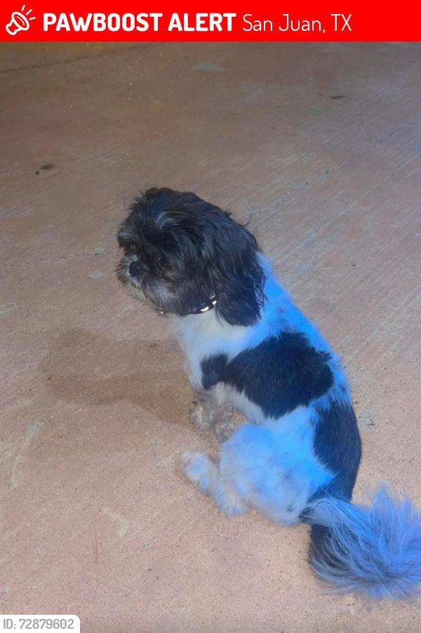 Lost Male Dog last seen san juan tx, San Juan, TX 78589
