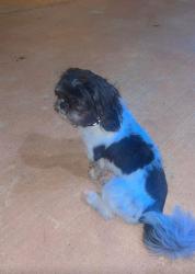 Lost Male Dog last seen san juan tx, San Juan, TX 78589