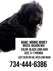 Lost Female Dog last seen Val vista and main st, Mesa, AZ 85206