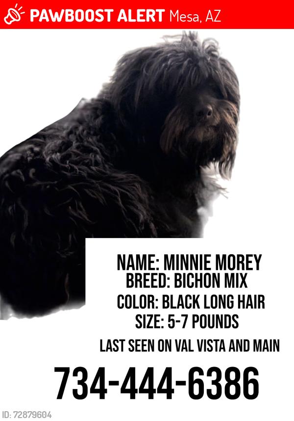 Lost Female Dog last seen Val vista and main st, Mesa, AZ 85206