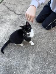 Found/Stray Unknown Cat last seen Near Southern Oaks Drive off Anniston Ave Gulfport, Gulfport, MS 39507