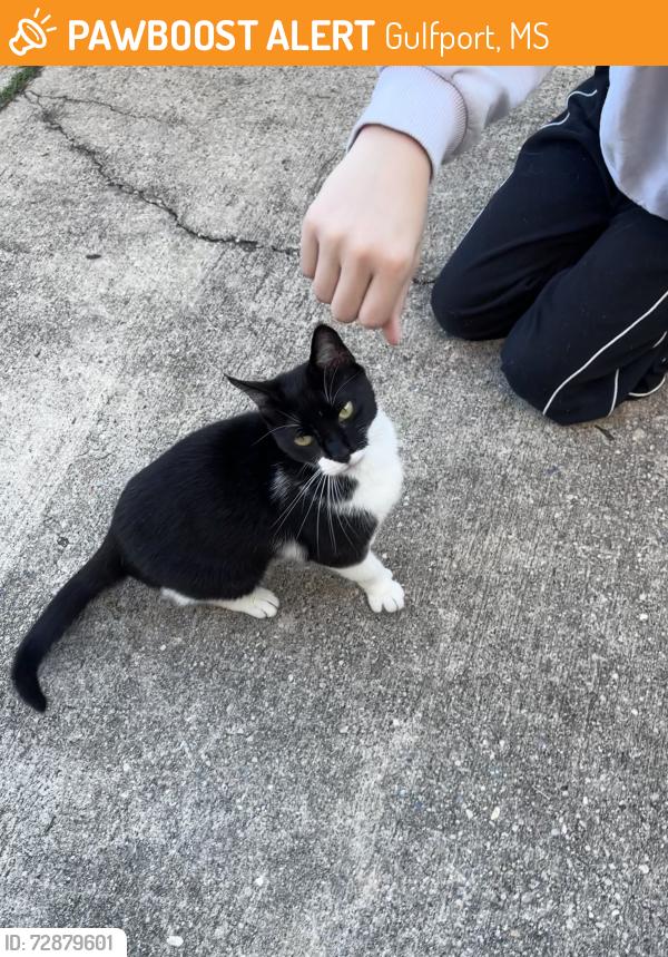 Found/Stray Unknown Cat last seen Near Southern Oaks Drive off Anniston Ave Gulfport, Gulfport, MS 39507