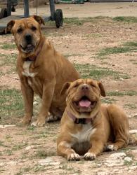 Lost Female Dog last seen University and Maple, Odessa, TX 79762