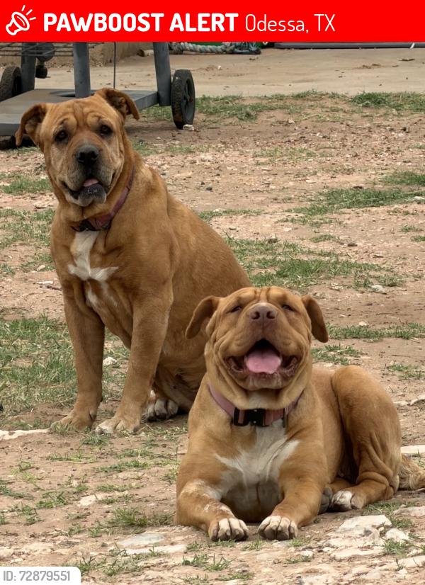 Lost Female Dog last seen University and Maple, Odessa, TX 79762