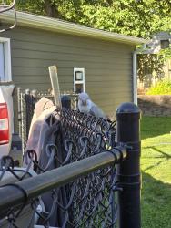 Found/Stray Unknown Bird last seen East 39th St, near Sheridan park, Des Moines, IA 50317