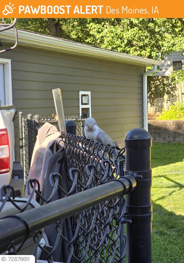 Found/Stray Unknown Bird last seen East 39th St, near Sheridan park, Des Moines, IA 50317