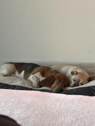 Lost Male Dog last seen Mccutchen and gosford, Bakersfield, CA 93313