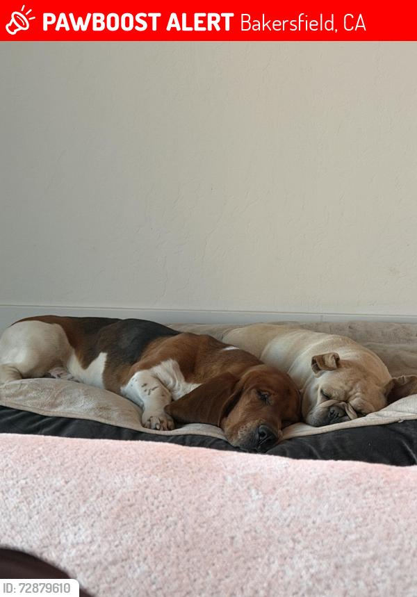 Lost Male Dog last seen Mccutchen and gosford, Bakersfield, CA 93313
