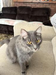 Lost Female Cat last seen N Main St, E Blackhawk Dr, W Blackhawk Dr, Evergreen Cemetery, Ball Corporation, Opportunities, Green Bay Packaging, Fort Atkinson, WI 53538
