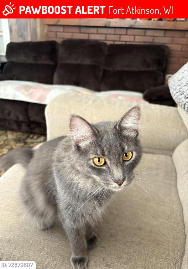 Lost Female Cat last seen N Main St, E Blackhawk Dr, W Blackhawk Dr, Evergreen Cemetery, Ball Corporation, Opportunities, Green Bay Packaging, Fort Atkinson, WI 53538