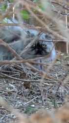 Found/Stray Unknown Cat last seen SW 109th near Mustang road, Oklahoma City, OK 73064